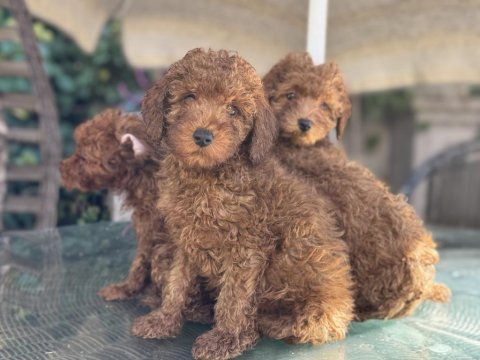 Yasal ruhsatlı çiftlikde ziyarete açık toy poodle