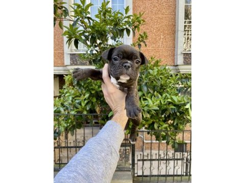 Birbirinden sevimli ve oyuncu french bulldog yavrularımız