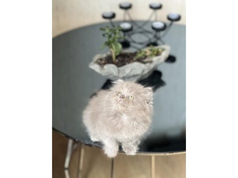 Güzel surat british longhair yavrum