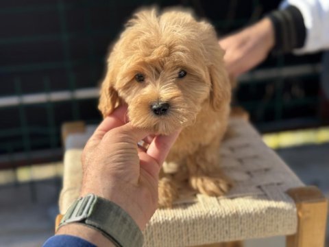 Petmode köpek çiftliğinden kore maltipoo yavrular