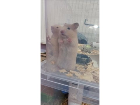 Kısa tüylü teddy hamster