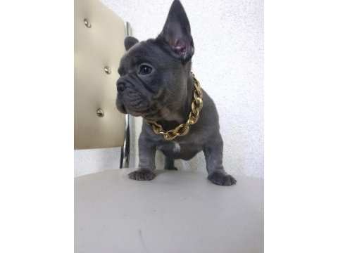 French bulldog puppys