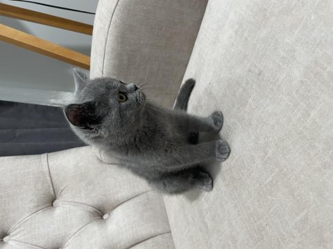 2 aylık safkan british blue renk erkek