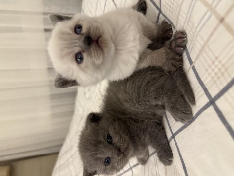 Blue point british shorthair kedimiz