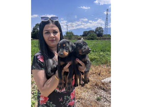 Şecereli king doberman yavrularım