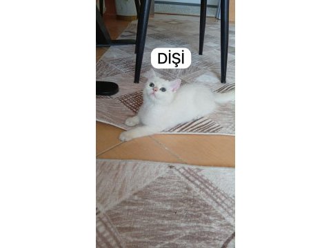 Golden point british shorthair prenses hazır