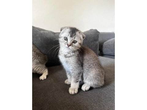 Safkan mini scottish fold ve british yavrular