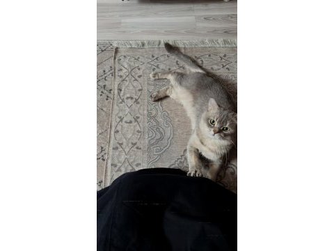 Uysal kedi