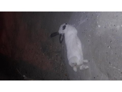 Damızlık dişı tavşan