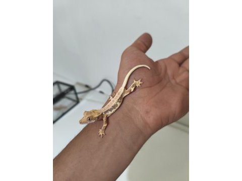 Crested gecko türleri