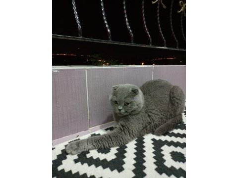 Acil sahiplendirme scottish fold takas olur
