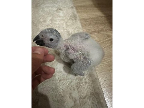 Jako papağanı bebekler