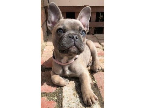 French bulldog dişi erkek yavrularımız