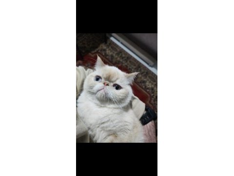 Exotic shorthair kedimi sahiplendiriyorum