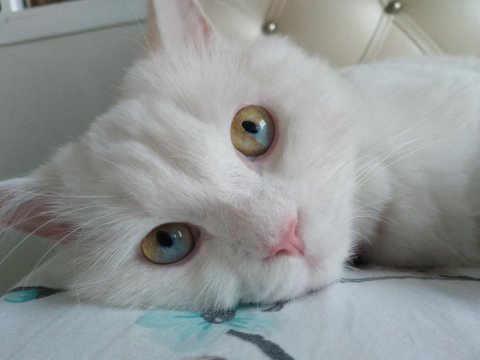 Ücretsiz erkek chinchilla kedimiz