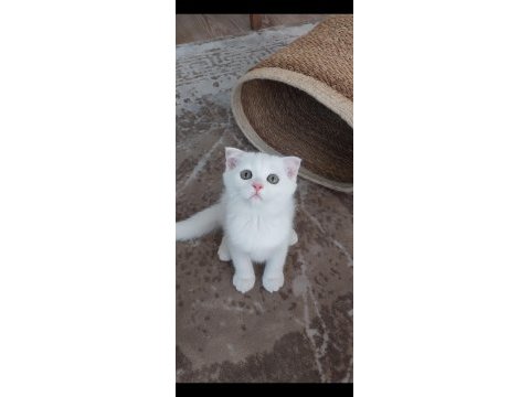 Sahiplendirme kedilerimiz