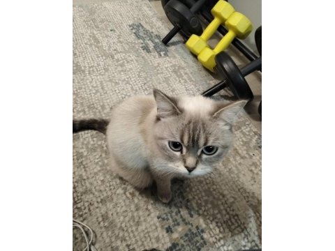 2 yaşında blue point dişi kedimiz