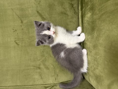 3 adet dişi british shorthair yavrumuz
