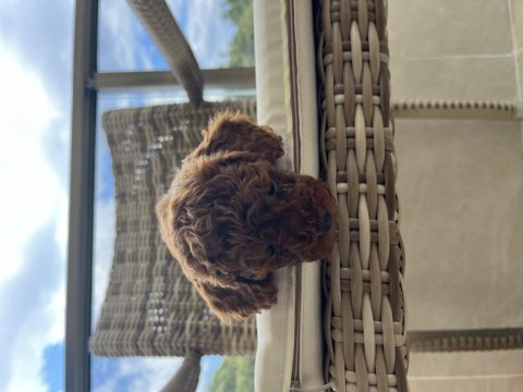 Toy poodle kore