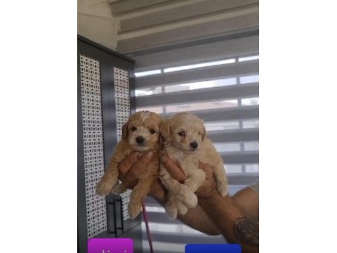 Sağlıklı maltipoo bebekler