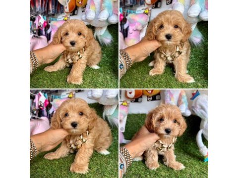 Mini mini güzel maltipoo bebekler