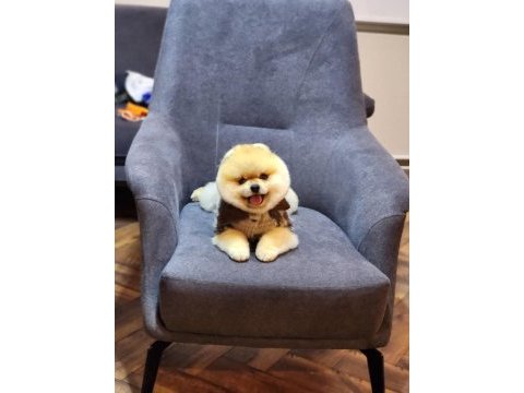 Türkiyenin en kaliteli pomeranian booları