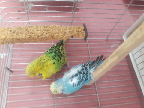 5 takım şov 7 takım jumbo ve jumbo kırığı muhabbet kuşu