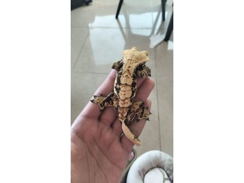 Crested gecko
