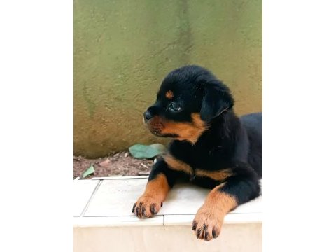 Rottweiler