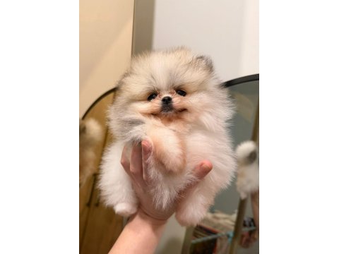 Pomeranian boo ayı surat bal