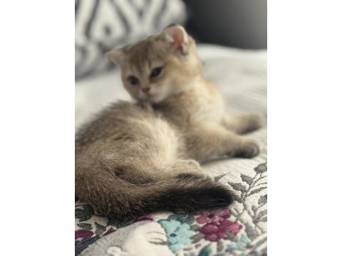 Ny11 dişi iki aylık eğitimleri tam british shorthair