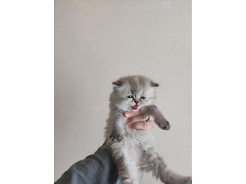 Sağlıklı kaliteli british shorthair yavrular