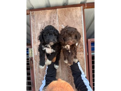 Lagotto yavrular