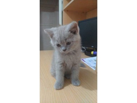Lilac british shorthair bebekler