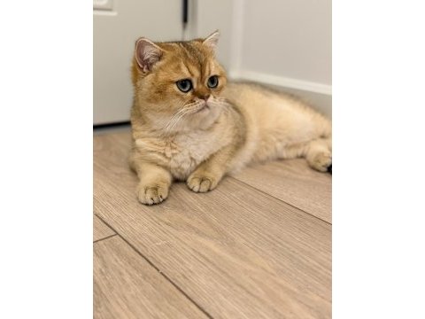 Şecereli ny11 erkek kedimiz