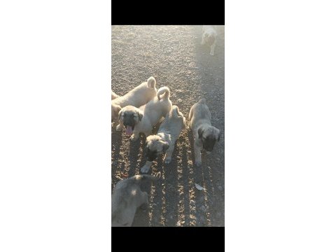 Kaliteli yavru köpekler