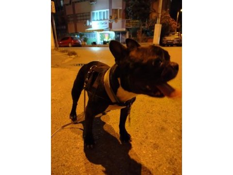 Safkan micro fransız bulldog dişi 2.5 yaşında