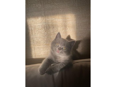 2 aylık british shorthair yavrum yeni yuvasını bekliyor