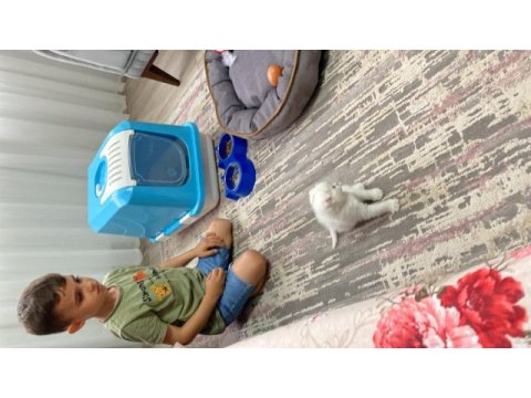 Kedimiz yeni sahibini bekliyor