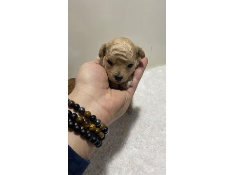 Apricot renk teacup dişi kg garantili poodle