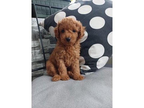 Birbirinden güzel toy poodle bebeklerimiz