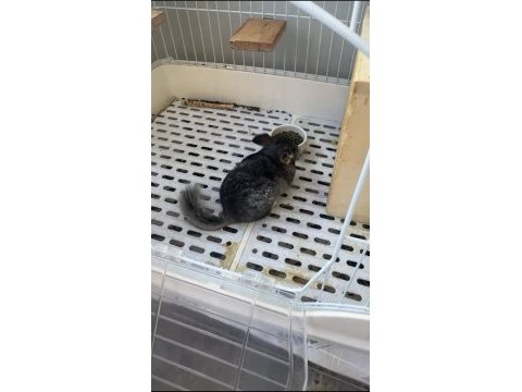 5 aylık erkek çinçilla sağlıklı ve bakımlı