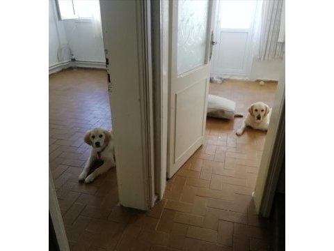 6 aylık dişi golden retriever