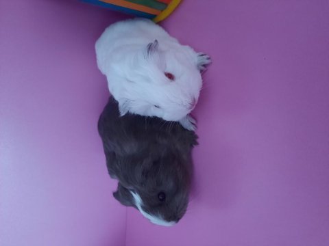 Sheltie ginepig yavrularımız çift