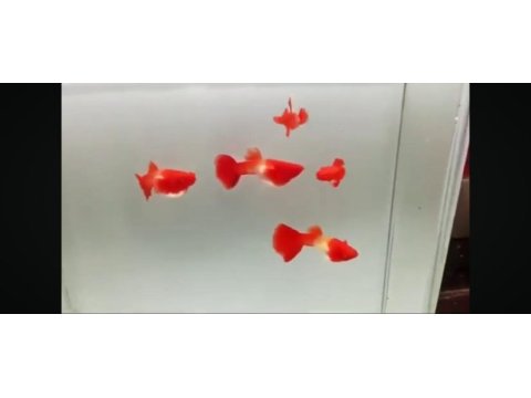 Sky blue albino koi bigred ear premium lepistes