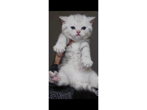British shorthair