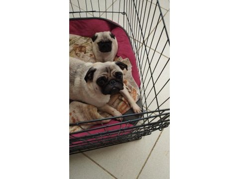 Pug mops bebekler