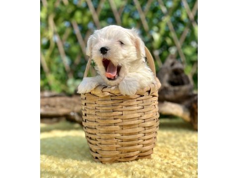 Kar beyaz maltese terrier yavrular