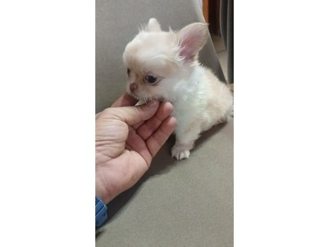 Safkan chihuahua lar