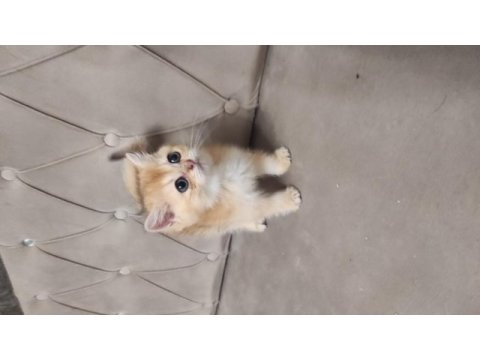 British shorthair golden yavru